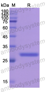 Recombinant Human FOS Protein, N-His