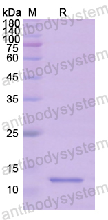 Recombinant Human MYC Protein, N-His