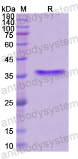 Recombinant Human MYC Protein, N-GST