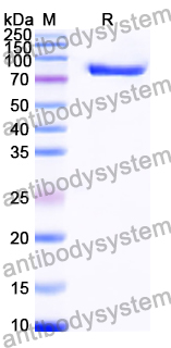 Recombinant Human MYC Protein, N-GST