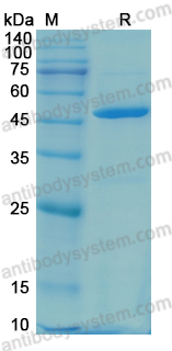 Recombinant Human KRAS/K-Ras 2  (G12D) Protein, N-GST