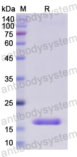 Recombinant Human EGF Protein, N-His