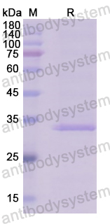 Recombinant Human TGFA/TGF-alpha Protein, N-GST