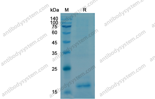 Recombinant Human NGF/Beta-NGF Protein, N-His