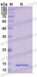 Recombinant Human OXT Protein, N-His