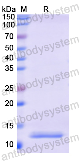 Recombinant Human POMC Protein, N-His