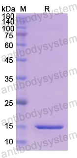 Recombinant Human PENK Protein, N-His