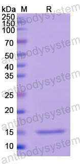 Recombinant Human TSHB Protein, N-His