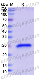 Recombinant Human GH1 Protein, N-His