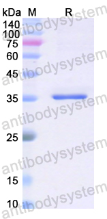 Recombinant Human PTH Protein, N-GST