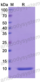 Recombinant Human PTH Protein, N-His