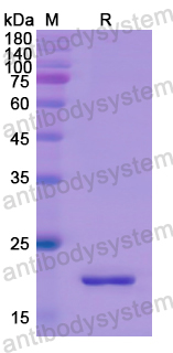 Recombinant Human GCG Protein, N-His