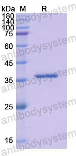 Recombinant Human GHRH Protein, N-GST