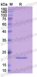 Recombinant Human NPY Protein, N-His-SUMO