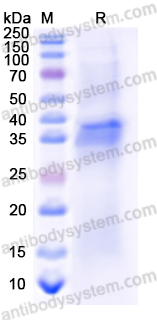 Recombinant Human INS Protein, N-GST