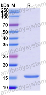 Recombinant Human IGF2 Protein, N-His-GB1