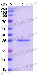 Recombinant Human GAST Protein, N-GST