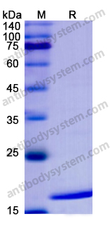 Recombinant Human IFNA1/Interferon alpha-D Protein, N-His