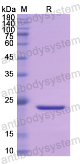 Recombinant Human IFNA10 Protein, N-His