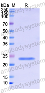 Recombinant Human IFNA7 Protein, N-His