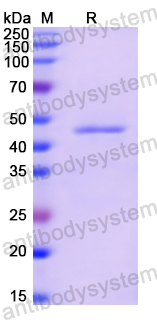 Recombinant Human IFNA21 Protein, N-GST