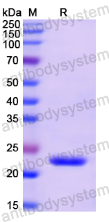 Recombinant Human IFNA5 Protein, N-His