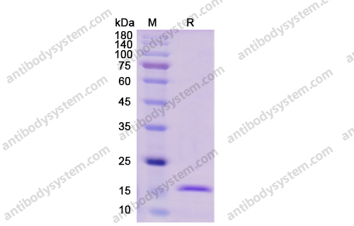 Recombinant Human IL1A/IL1F1 Protein, C-His