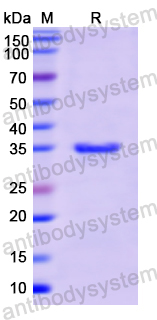 Recombinant Human HLA-B Protein, N-His