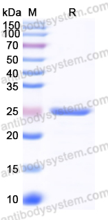 Recombinant Human HLA-DRA Protein, N-His