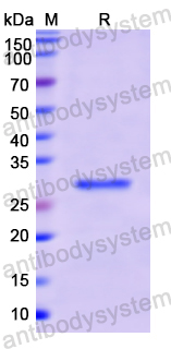 Recombinant Human HLA-DRB1 Protein, N-His