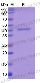 Recombinant Human HBD Protein, N-GST