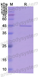 Recombinant Human MB Protein, N-GST