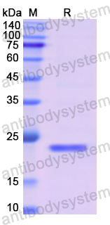 Recombinant Human COL1A1 Protein, N-His