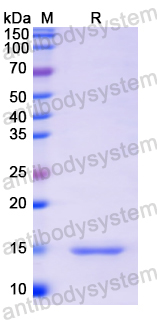 Recombinant Human PIIINP/COL3A1 Protein, N-His