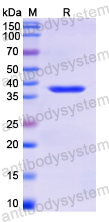 Recombinant Human Hom s 5/KRT6A Protein, N-His