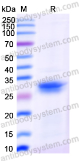 Recombinant Human APOA1 Protein, N-His