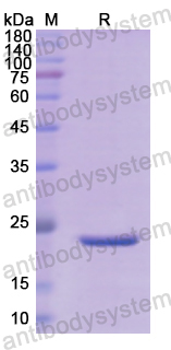 Recombinant Human APOA2 Protein, N-His-SUMO