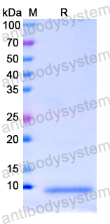 Recombinant Human APOC1 Protein, N-His