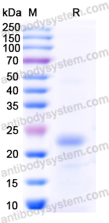 Recombinant Human APOC3 Protein, N-His-SUMO