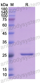 Recombinant Human FGA Protein, N-His