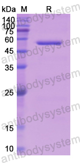 Recombinant Human FGB Protein, N-His