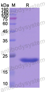 Recombinant Human MBP Protein, N-His