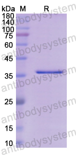 Recombinant Human CHRNA1 Protein, N-GST