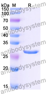 Recombinant Human CHRNA1 Protein, C-His