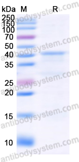 Recombinant Human APOH Protein, N-His