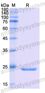 Recombinant Human Alpha-1-microglobulin/α1-MG Protein, N-His