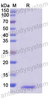 Recombinant Human PPBP/CXCL7/NAP-2 Protein, N-His