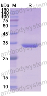 Recombinant Human PF4/CXCL4 Protein, N-GST