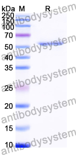 Recombinant Human CD71/TFRC Protein, C-His