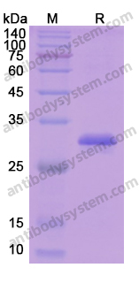 Recombinant Human ESR1/ER-alpha Protein, N-His